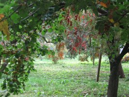 IMG_9298.JPG