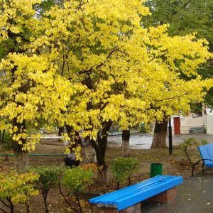 В парке Дома офицеров